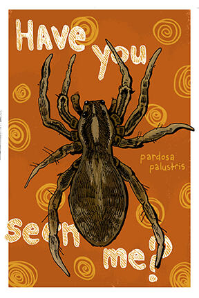 Marsh Spider Marsh Spider