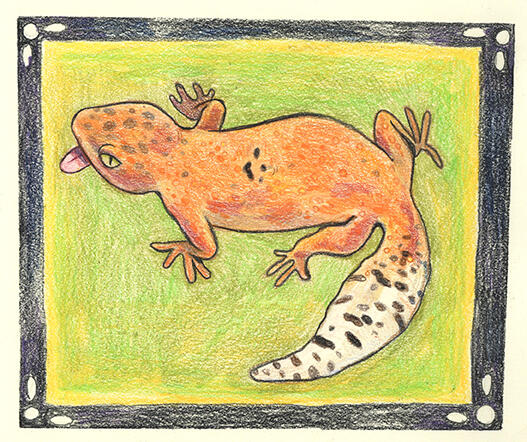 Kizzy the Gecko