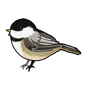 Chickadee Chickadee